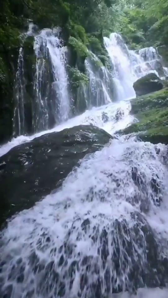 救援可爱的洋葱